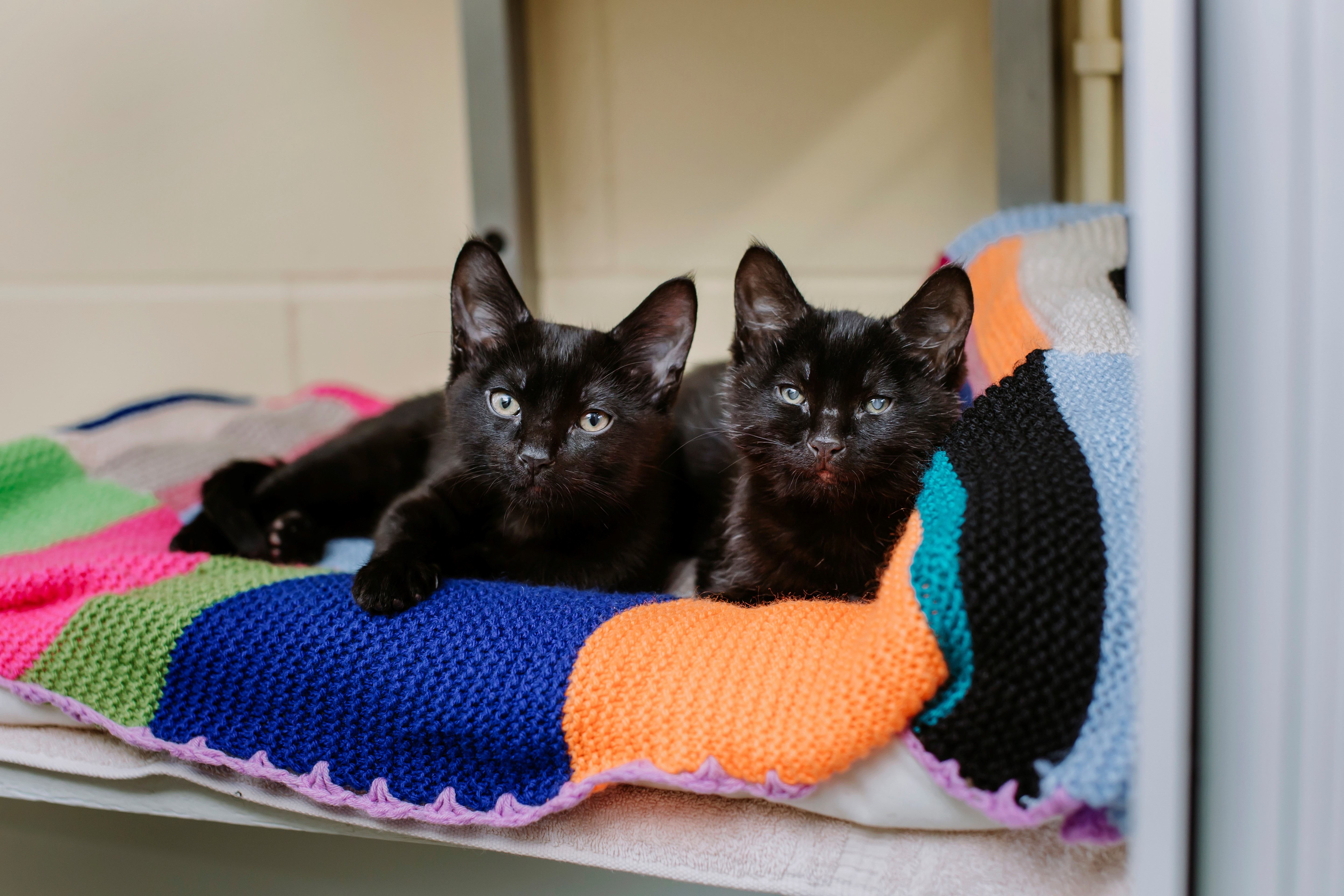 Blue cross kitten store care